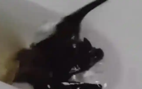 女子徒手抓蝙蝠不幸被咬伤手部肿胀 医生：需要打12针