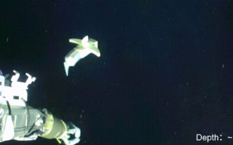 无惧高压极端环境！我国软体机器人挺进4070米深海