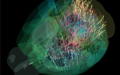 首张完整动物大脑活动图谱发布 规模之大前所未有