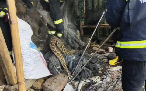 土鸡被40斤蟒蛇吞食 女子试图抓捕 结果吓出一身冷汗