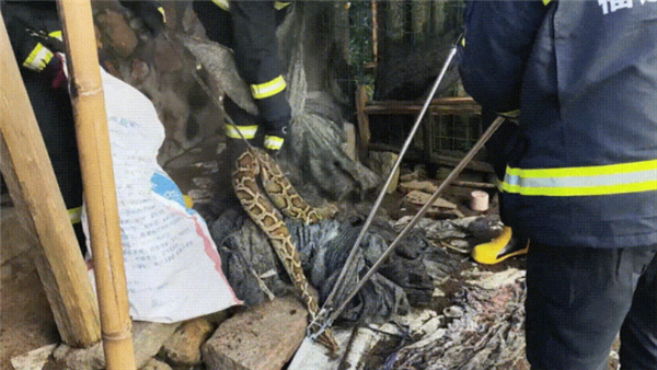 土鸡被40斤蟒蛇吞食 女子试图抓捕 结果吓出一身冷汗