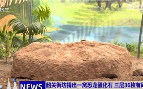 男子捐赠36枚恐龙蛋化石 最大直径18厘米 此前守护长达35年