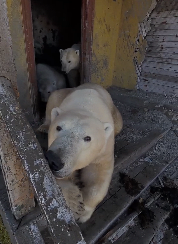 北极熊占领苏联废弃科考站：无人机拍下罕见画面