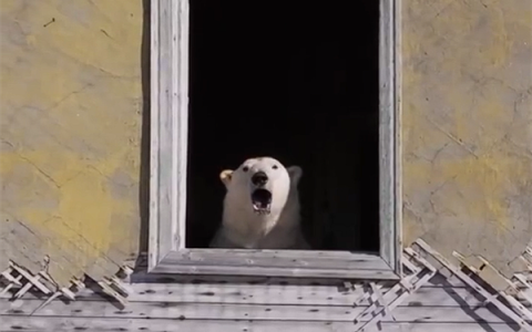 北极熊占领苏联废弃科考站：无人机拍下罕见画面