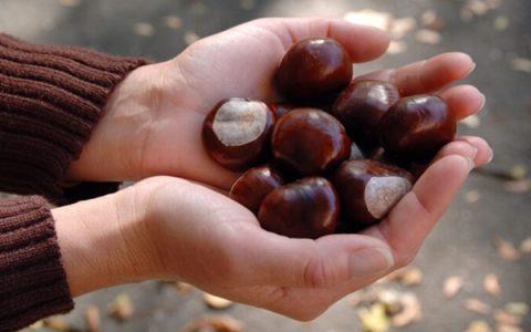 男子打板栗：左眼扎入19根刺险失明