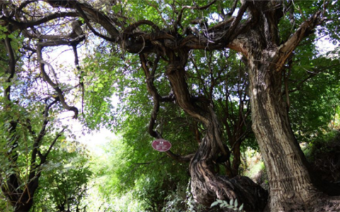 树龄达416年！西藏发现高海拔地区已知寿命最长野生葡萄树