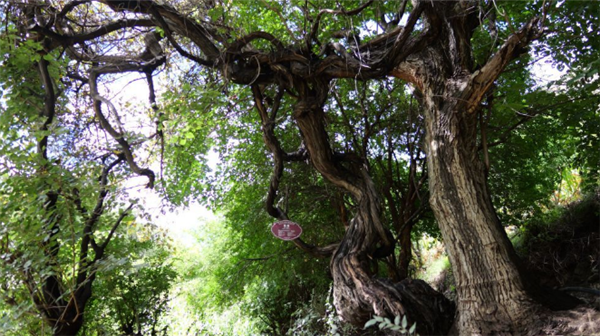 树龄达416年！西藏发现高海拔地区已知寿命最长野生葡萄树