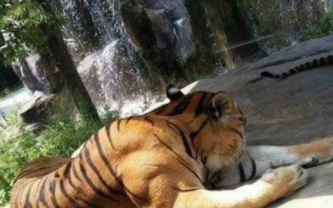 成年老虎的肌肉 还是相当惊人的！