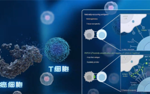 中科院开发出“纳米机器人”：给癌细胞贴通缉令 精准打击