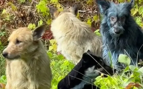 切尔诺贝利禁区发现蓝色狗 40年演变狗群基因已变异