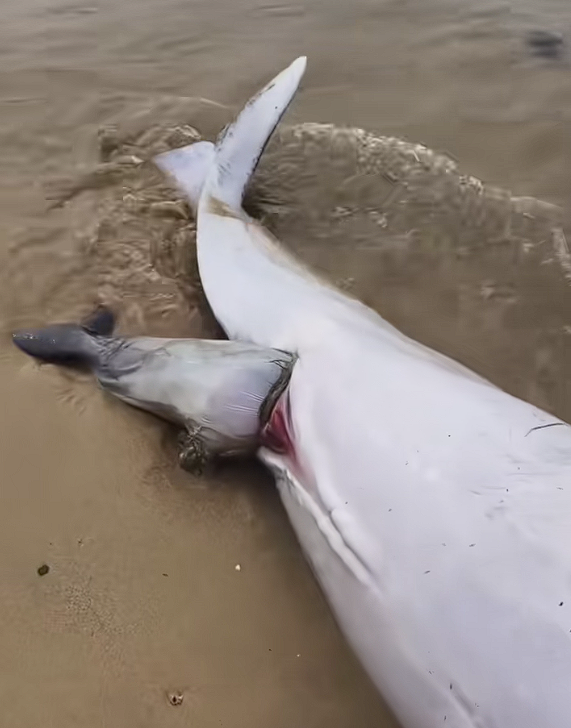 广东沙滩现中华白海豚尸体：系难产死亡 腹中幼崽一同殒命