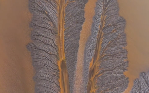 钱塘江退潮后浮现“潮汐树”景观 网友：大自然的鬼斧神工！