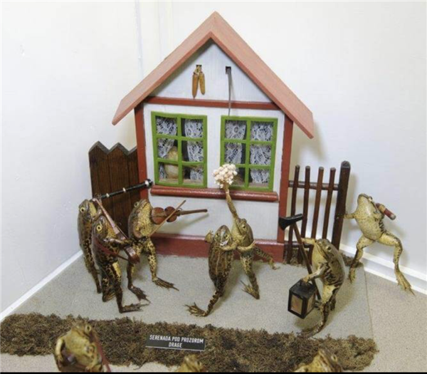 欧洲最怪博物馆：507只青蛙标本摆出人类姿势