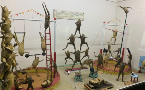 欧洲最怪博物馆：507只青蛙标本摆出人类姿势