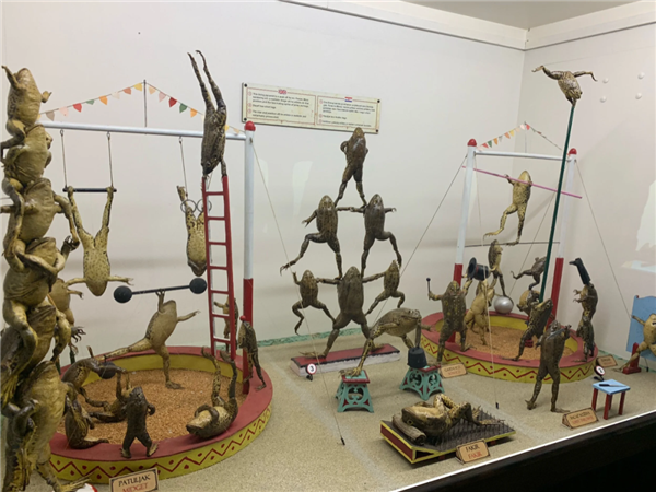 欧洲最怪博物馆：507只青蛙标本摆出人类姿势