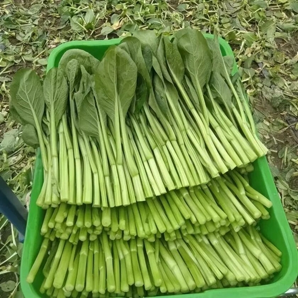 浙江一居民楼出现空心菜“瀑布” 从5楼挂到1楼