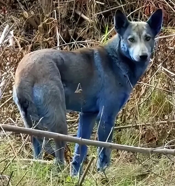 切尔诺贝利禁区发现蓝色狗 40年演变狗群基因已变异