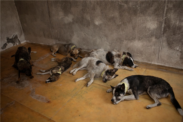 切尔诺贝利禁区发现蓝色狗 40年演变狗群基因已变异