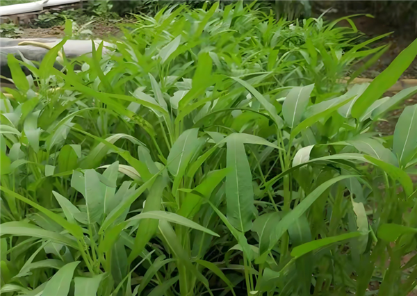 浙江一居民楼出现空心菜“瀑布” 从5楼挂到1楼