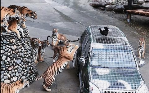 动物园月薪5万寻找“最猛司机”：需开车进入虎山、熊窝