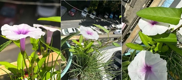 浙江一居民楼出现空心菜“瀑布” 从5楼挂到1楼