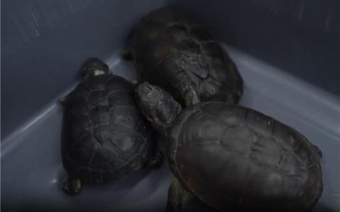 路都走不好了 两女子紧身裤藏68只活体龟入境被查