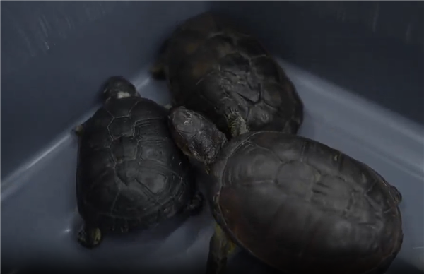 路都走不好了 两女子紧身裤藏68只活体龟入境被查