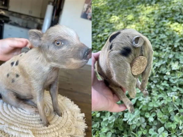 欧洲最怪博物馆：507只青蛙标本摆出人类姿势