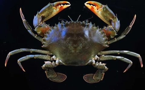 听说最近沿海的朋友已经不想看到梭子蟹了