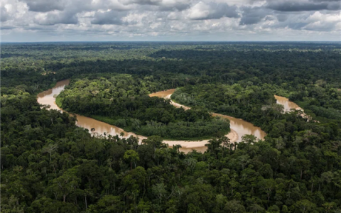 亚马逊雨林树木正不受控地长高 这可不是什么好事