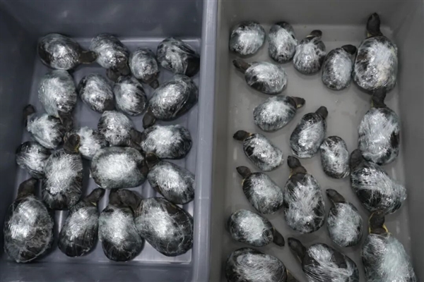 路都走不好了 两女子紧身裤藏68只活体龟入境被查