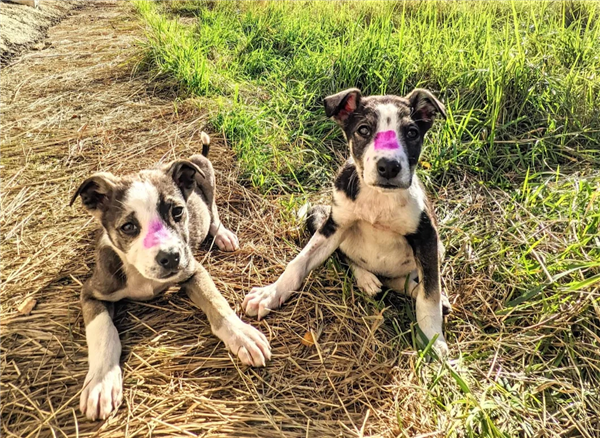 切尔诺贝利禁区发现蓝色狗 40年演变狗群基因已变异