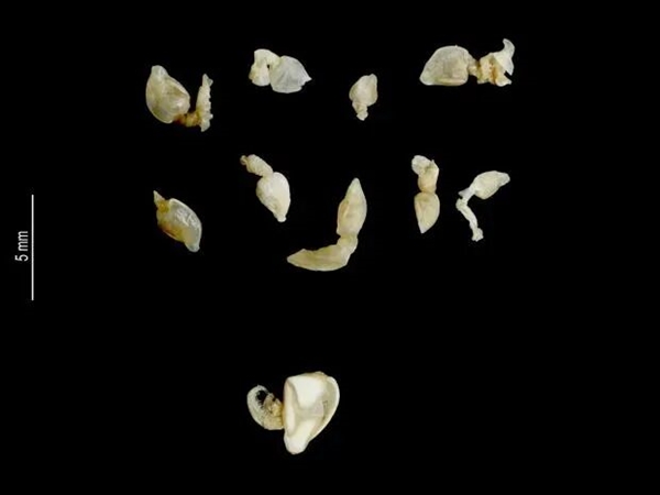 听说最近沿海的朋友已经不想看到梭子蟹了