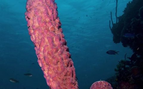 最早的动物会长什么样 新研究给出了不一样的答案