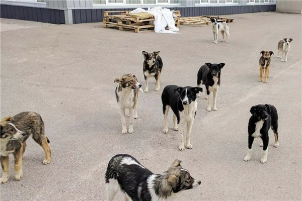 切尔诺贝利禁区发现蓝色狗 40年演变狗群基因已变异