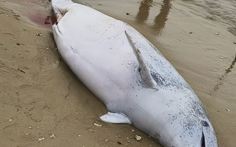 广东沙滩现中华白海豚尸体：系难产死亡 腹中幼崽一同殒命