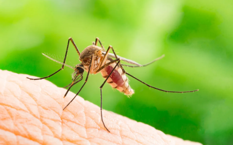 冰岛首次发现蚊子 气候变暖让极北岛屿更适宜生存