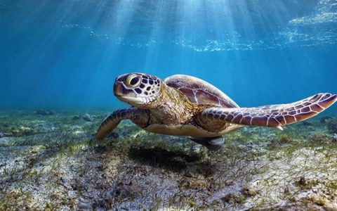 男子捡来的乌龟养了9年：胖到爬不动