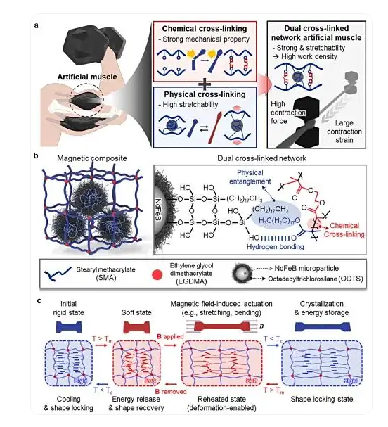 刚柔并济！新型人造肌肉可举起4000倍自重物体