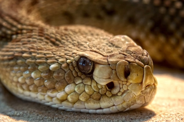 女子徒步误将蛇窝当野生蹦床：脚感很舒服便在上面蹦跳