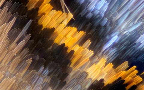 被放大的飞蛾鳞片惊到了