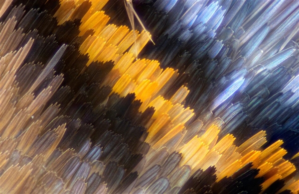 被放大的飞蛾鳞片惊到了