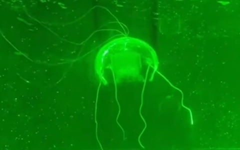 “水下幽灵”问世！西工大研制透明仿生水母机器人：功耗仅28.5毫瓦