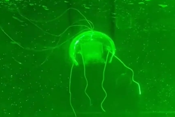 “水下幽灵”问世！西工大研制透明仿生水母机器人：功耗仅28.5毫瓦