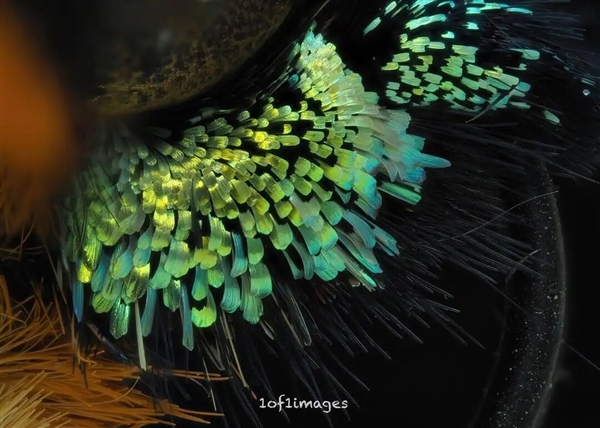 被放大的飞蛾鳞片惊到了