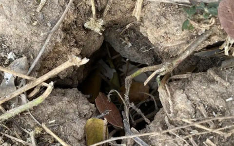 女子徒步误将蛇窝当野生蹦床：脚感很舒服便在上面蹦跳