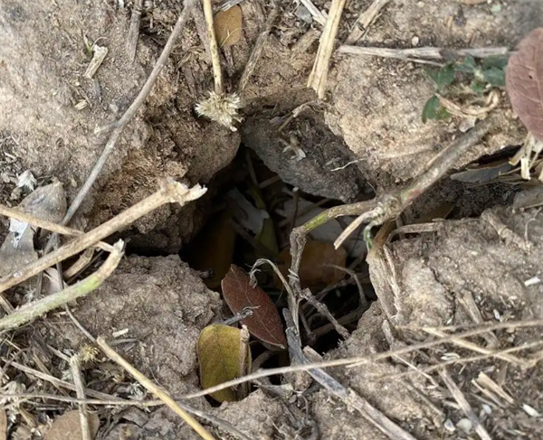 女子徒步误将蛇窝当野生蹦床：脚感很舒服便在上面蹦跳