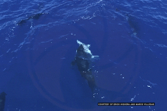 为逃避虎鲸群围猎 海豹跳上人类小船逃命