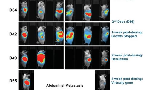 利用活体成像系统获取的对照组与第二代治疗组小鼠图像。 利用实时成像系统记录肿瘤在不同时间点的生长情况。 DC治疗组小鼠在给药5周后肿瘤信号完全未见。