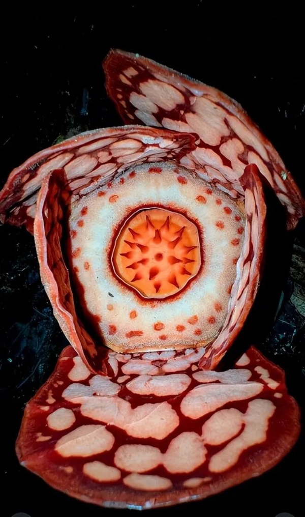 仿佛地狱使者！苦寻13年终见大王花盛开：硕大鲜艳 散发恶臭